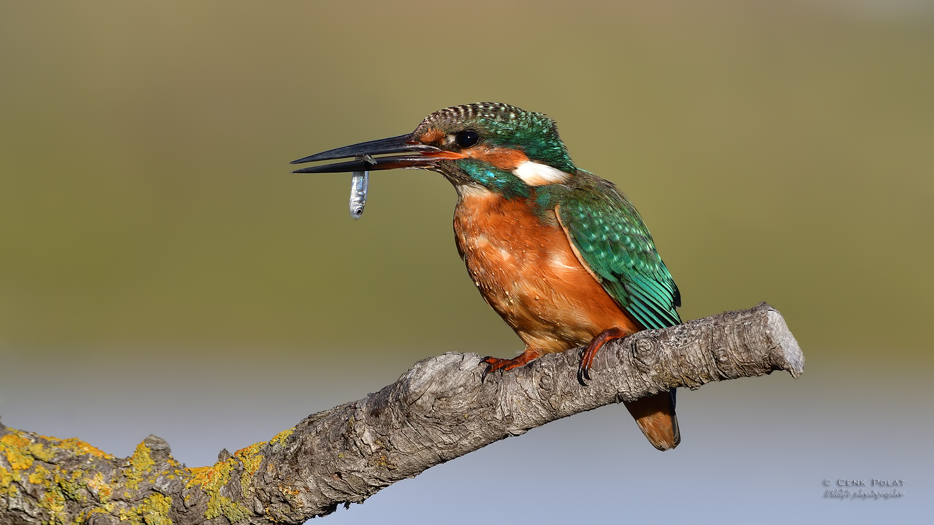 Common Kingfisher